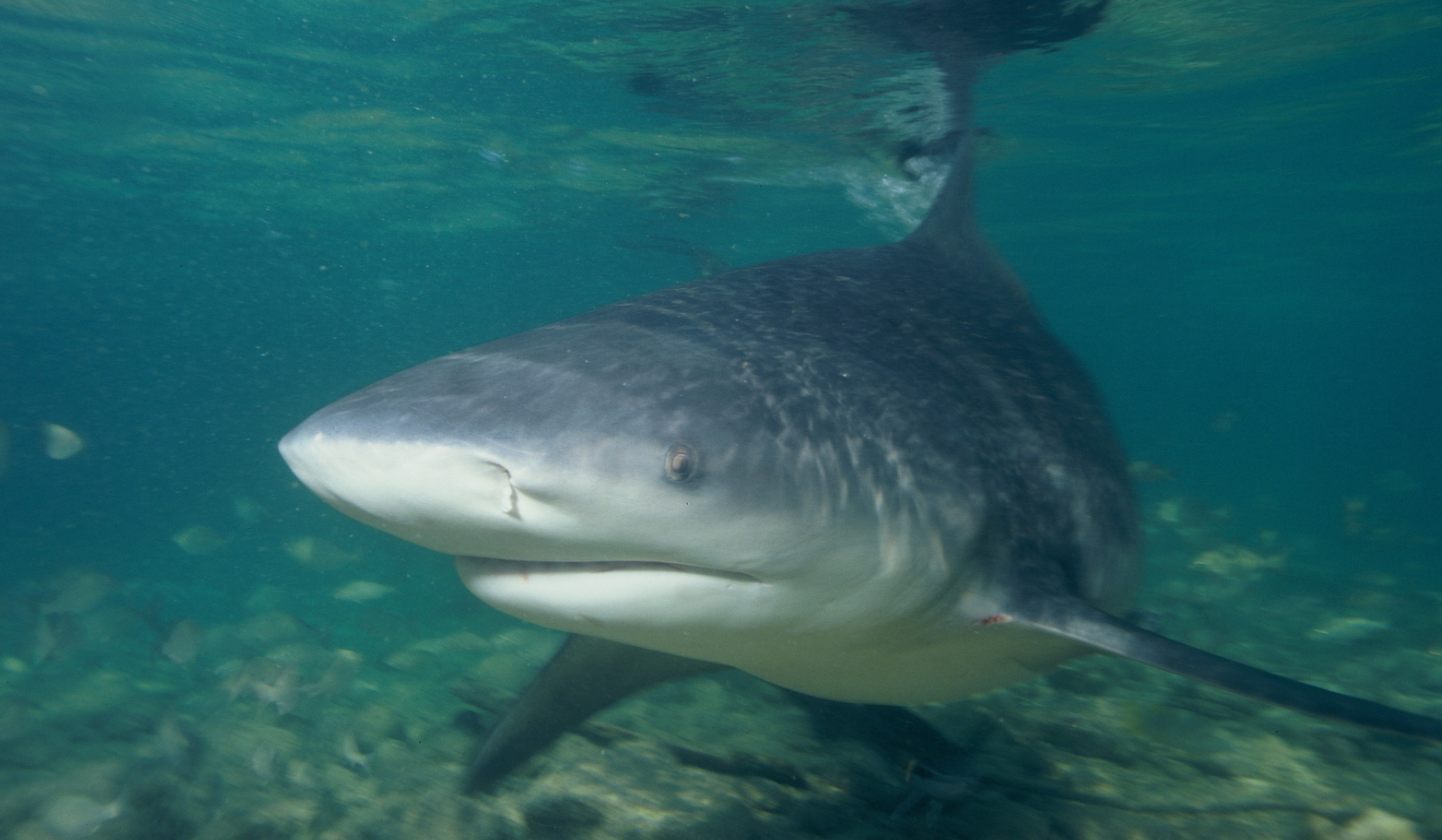 Заплывшую в реку опасную акулу сняли на видео в Австралии