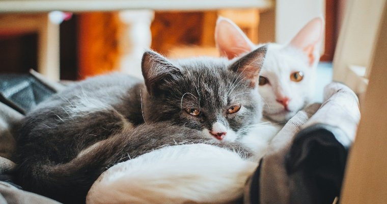 На выставке кошек в Ижевске выявили два нарушения законодательства 