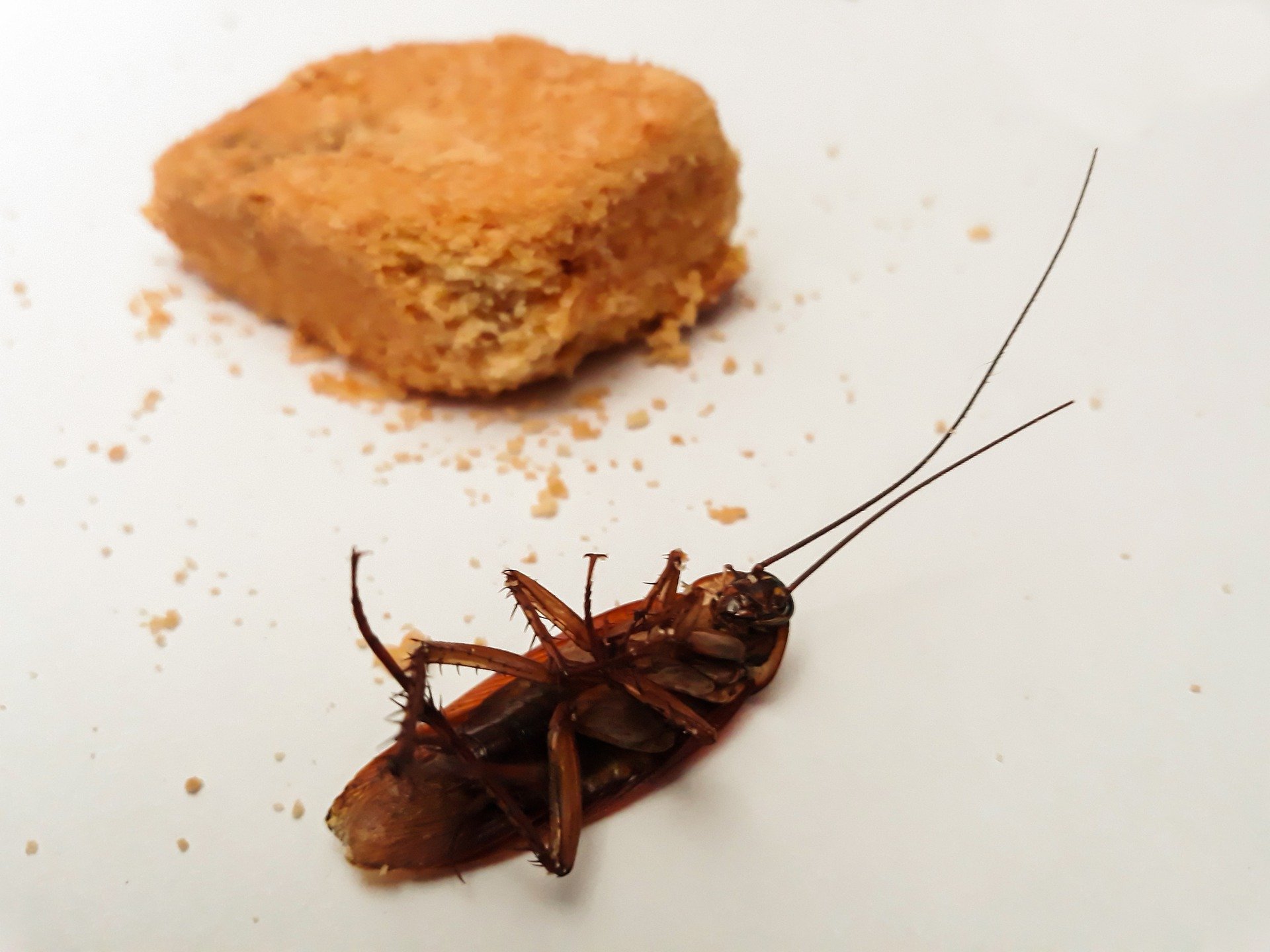 

Более 300 тараканов обнаружили в продуктовом магазине в Ижевске

