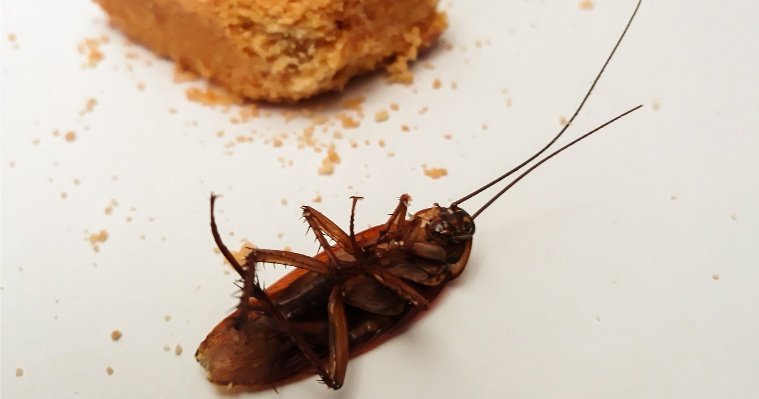 Более 300 тараканов обнаружили в продуктовом магазине в Ижевске