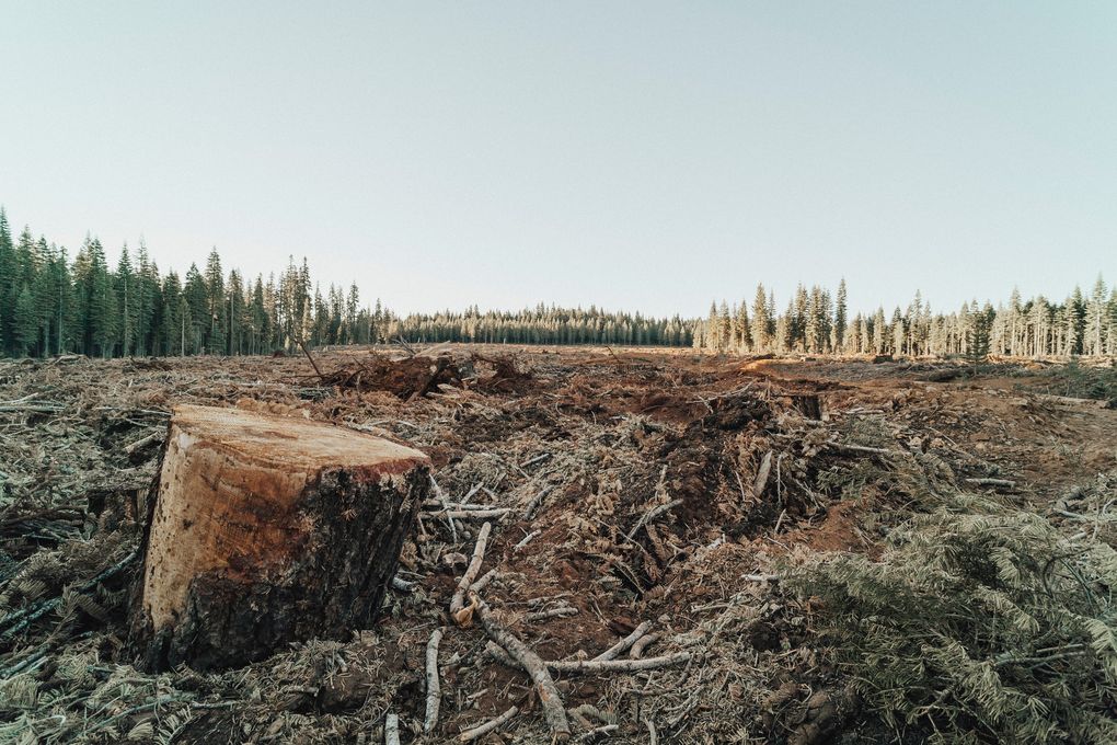 Житель Удмуртии нанёс ущерб лесу на 8 млн рублей