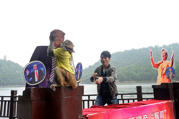 Китайская обезьянка-прорицатель назвала Дональда Трампа будущим президентом США