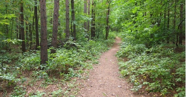 Обработку парков и лесов Ижевска от клещей планируют завершить к 15 мая 