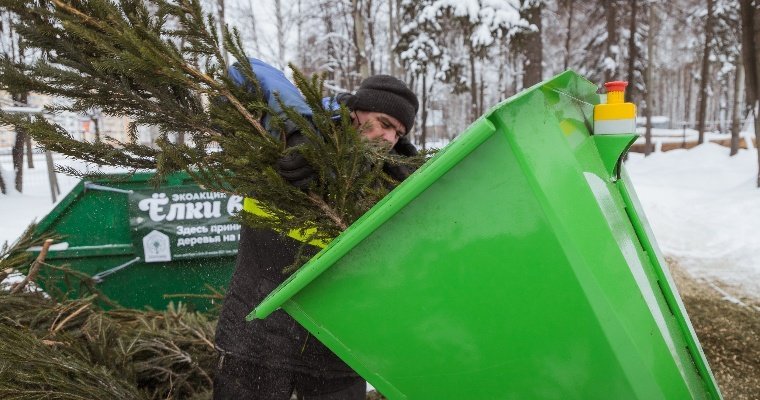Жители Ижевска могут сдать живые новогодние ёлки на переработку