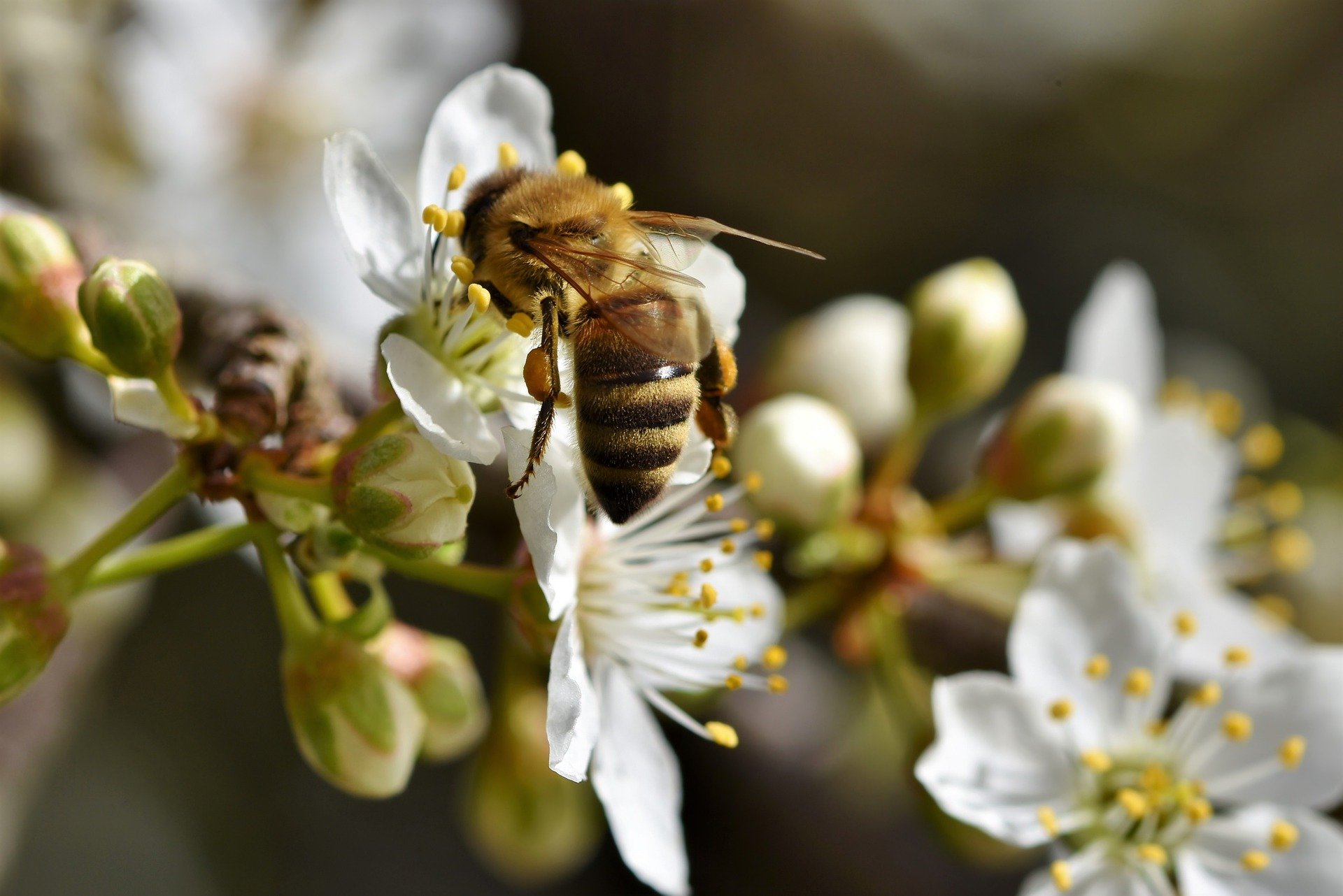 В Удмуртии разработают сервис для информирования пчеловодов об обработке посевов 