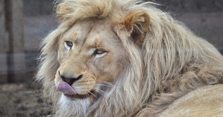 Старейший обитатель Ижевского зоопарка – белый Лев Оскар – празднует 15-летие 