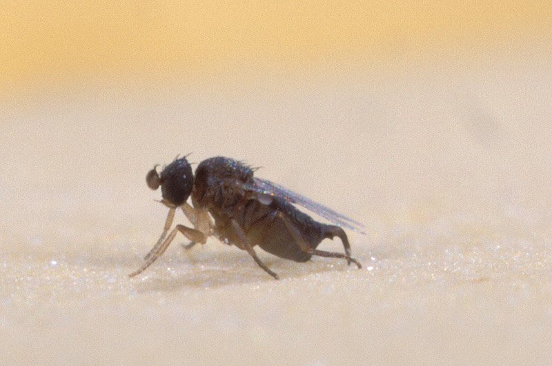 Смертельно опасная муха-горбатка может попасть в Удмуртию вместе с экзотическими фруктами