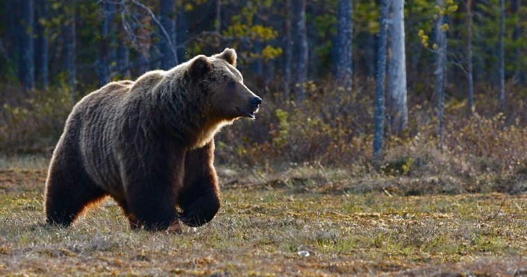 Первого в 2022 году зараженного трихинеллезом медведя нашли в Удмуртии 