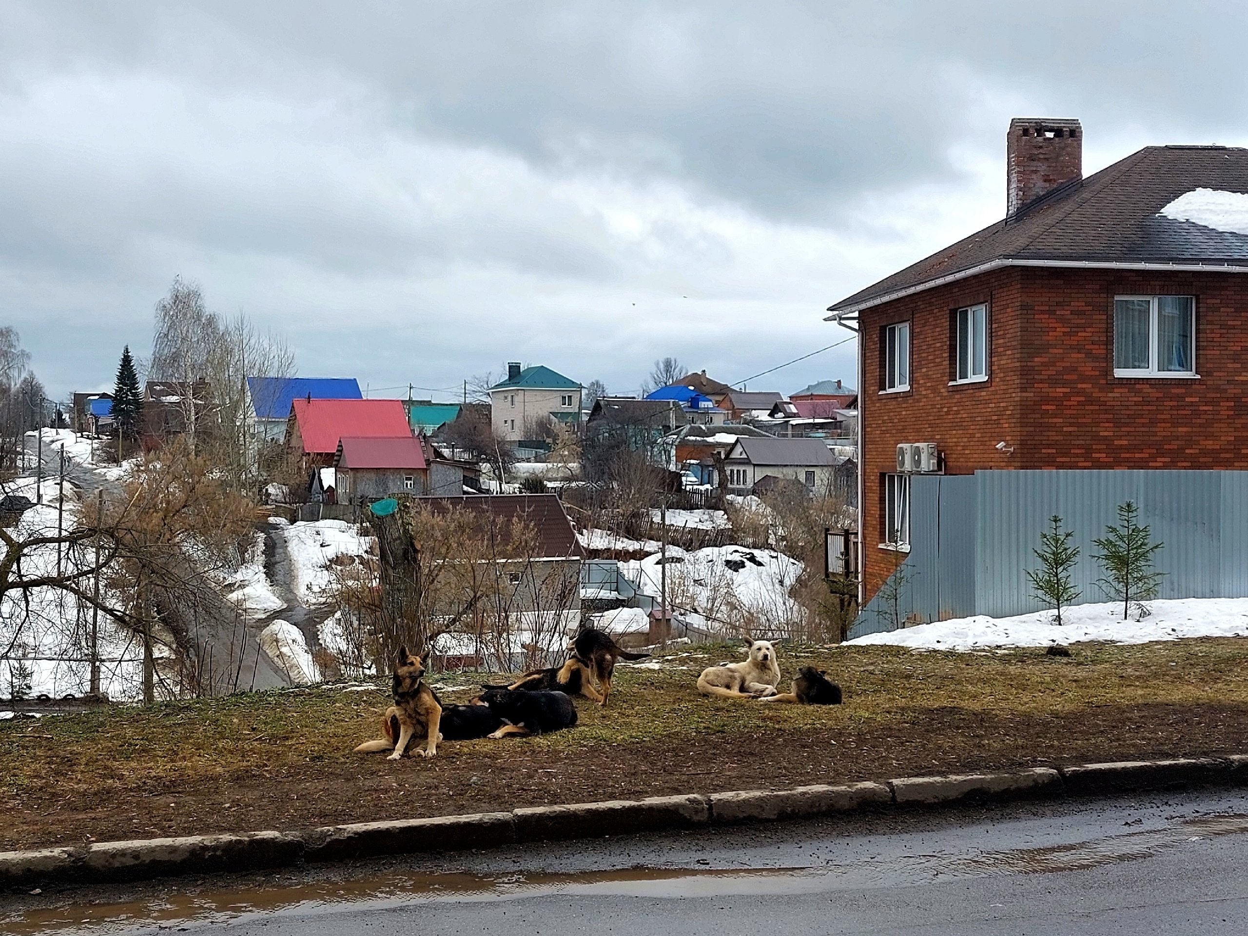 В Киясовском районе заключили контракт на отлов бездомных животных после вмешательства прокуратуры