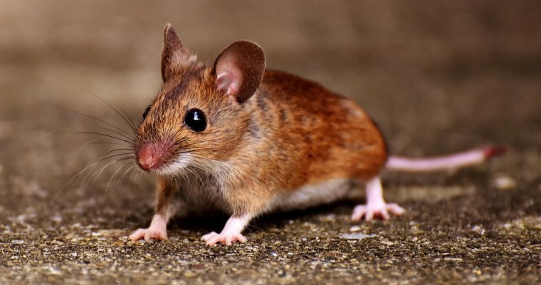 В Удмуртии с начала года мышиной лихорадкой заразились 250 человек