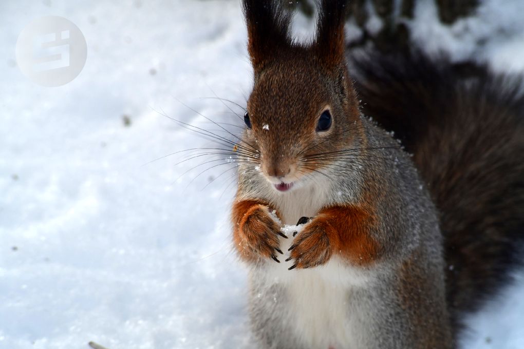 До -28 градусов ожидается в Удмуртии 22 января