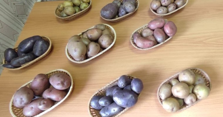 Жители Удмуртии могут придумать названия для новых импортозамещающих сортов картофеля