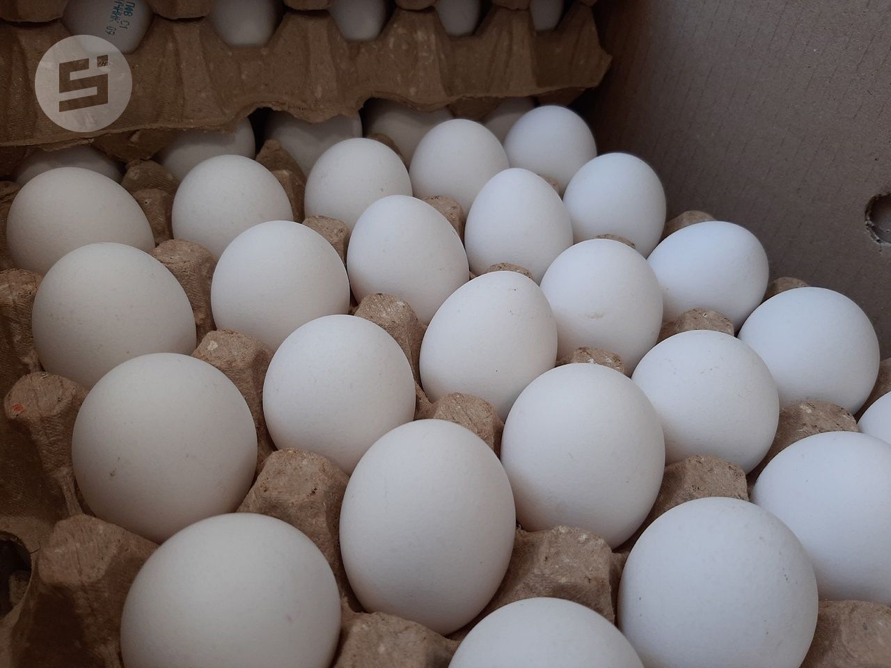 Курицы Удмуртии стали нести больше яиц