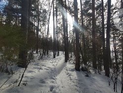 Из лесов Удмуртии в 2025 году вывезли 65 тысяч кубометров погибших и больных деревьев