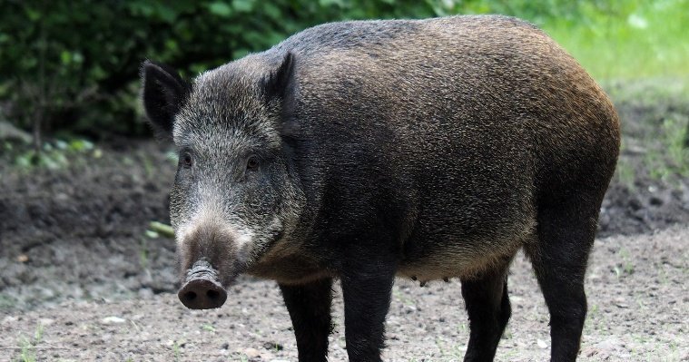В Граховском районе сняли введённый в прошлом году карантин по чуме свиней