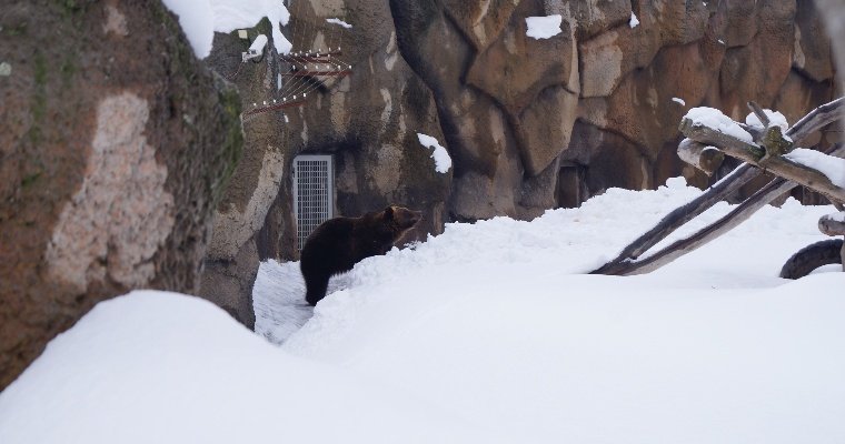 В зоопарке Ижевска проснулся медведь Гоша