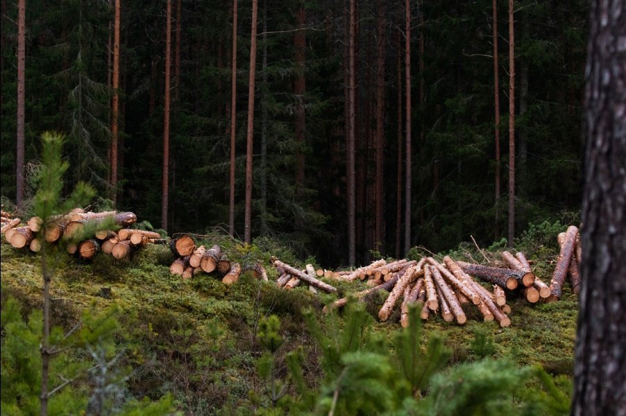 Двоих жителей Удмуртии обвиняют в незаконной рубке деревьев на 1,8 млн рублей