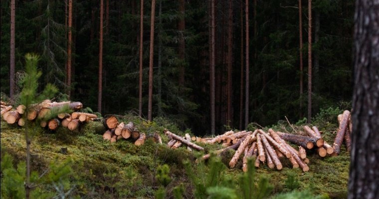 Двоих жителей Удмуртии обвиняют в незаконной рубке деревьев на 1,8 млн рублей