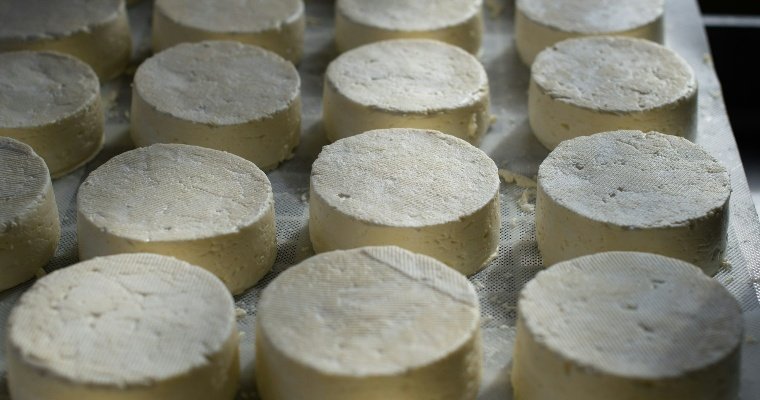 50 тысяч тонн сыров и творога произвели в Удмуртии за 2023 год