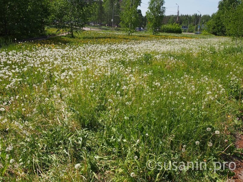 Власти Ижевска отреагировали на замечания горожан по поводу нескошенной травы