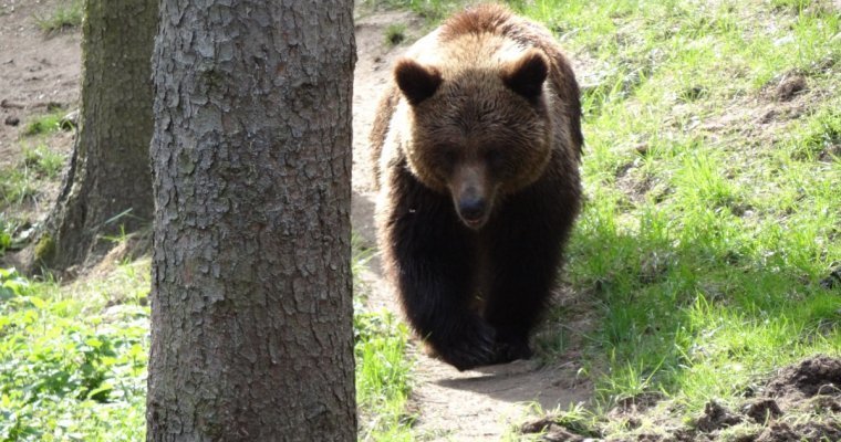 Двух медведей сбили на трассах Удмуртии