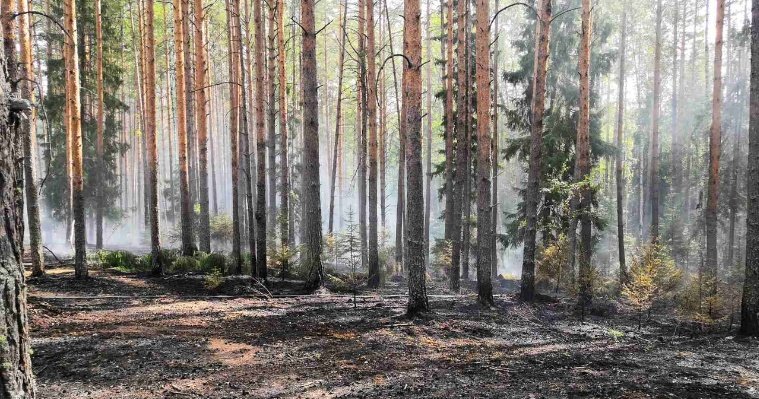 Молния могла стать причиной пожара на территории Кезского лесничества в Удмуртии