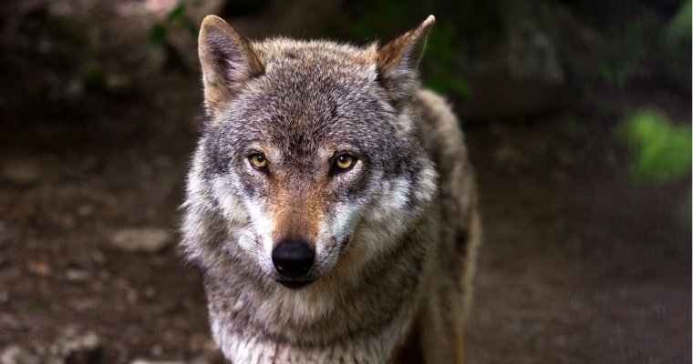 Волчья одиссея: серый хищник прошел больше тысячи километров от Германии до Испании