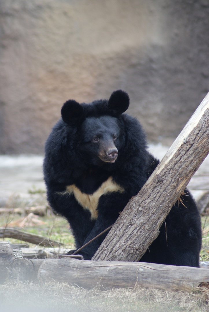 Гималайская медведица Саша из зоопарка Ижевска проспит свой день рождения 