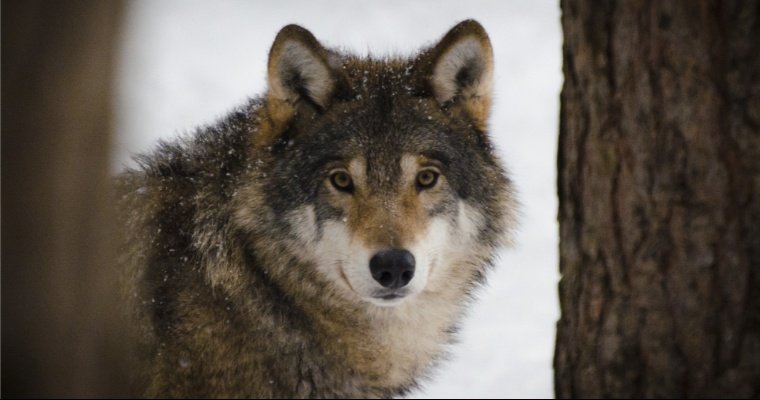 В Глазовском районе Удмуртии опровергли информацию о бесчинствах волчьей стаи