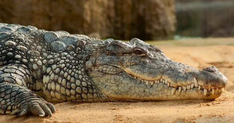 В США убили аллигатора с останками человека в пасти 
