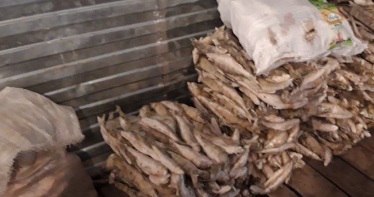 Более тонны опасной рыбы изъяли на предприятии в Сарапуле