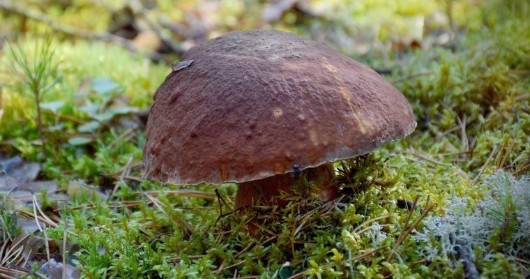 Белый гриб весом почти в 1 кг нашли в Башкирии