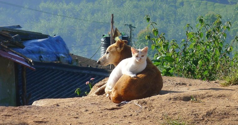Кошкин дом: жители Ижевска могут выбрать внешний облик будущего приюта для бездомных животных