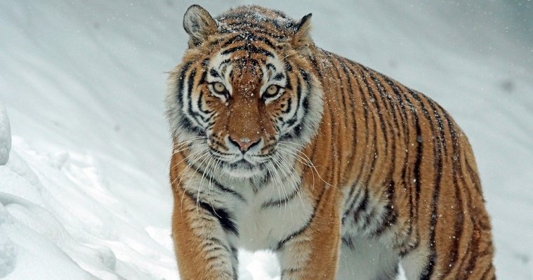 В Хабаровском крае тигр загрыз охотника