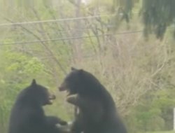 Житель США заснял схватку двух черных медведей у себя во дворе