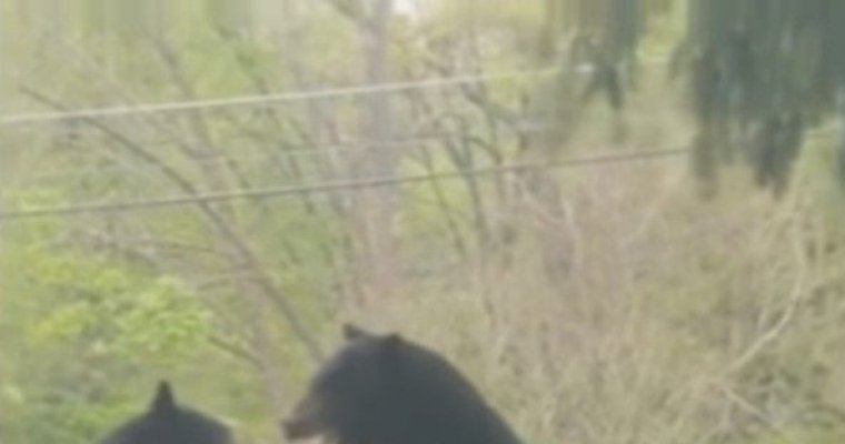 Житель США заснял схватку двух черных медведей у себя во дворе