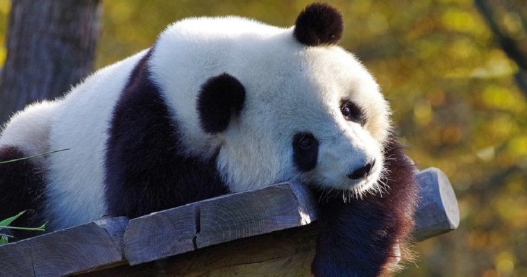 Власти КНР решили забрать своих панд из США
