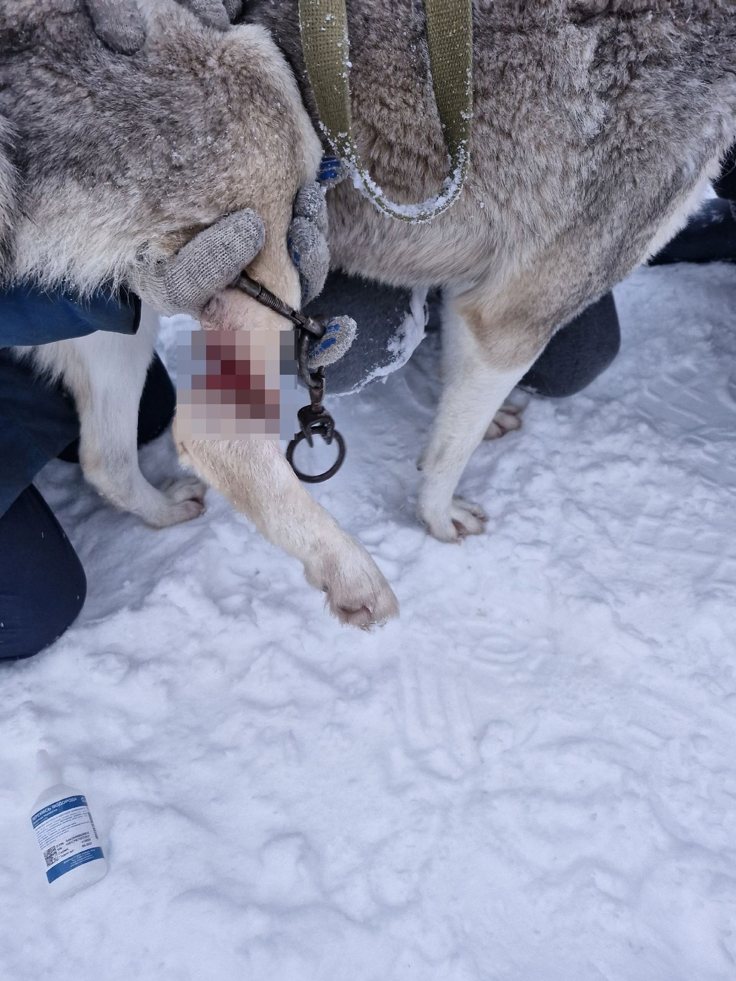 В Ижевске неизвестные пристегнули лапу собаки к её же ошейнику