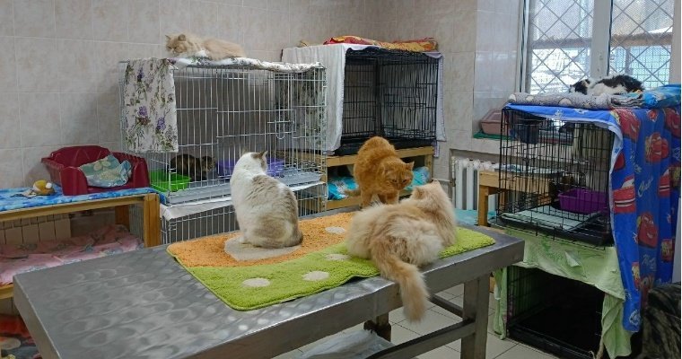 Стационар для бездомных животных строят в Ижевске 