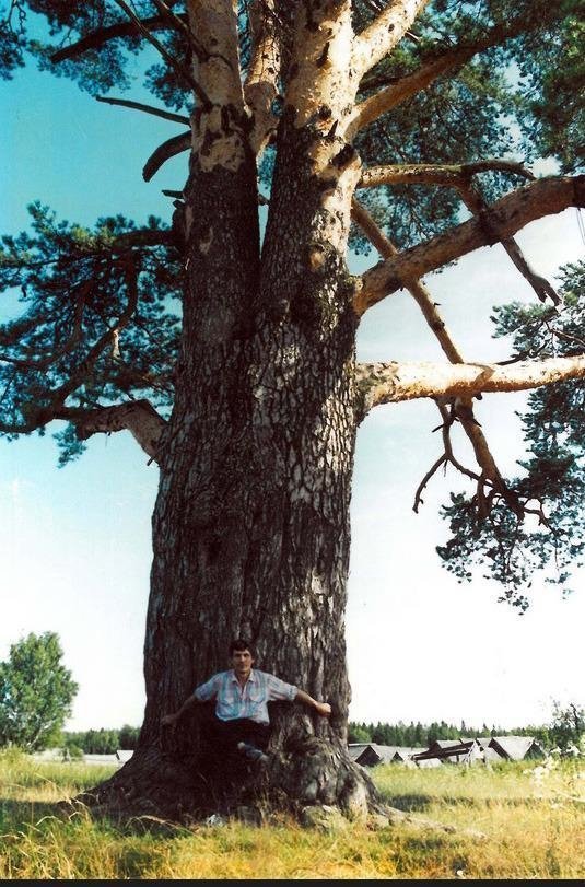 Старейшая в Удмуртии сосна претендует на звание «Российское дерево года»