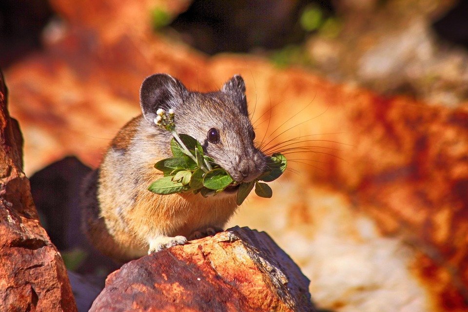 Из-за теплой зимы в Удмуртии может увеличиться численность мышей