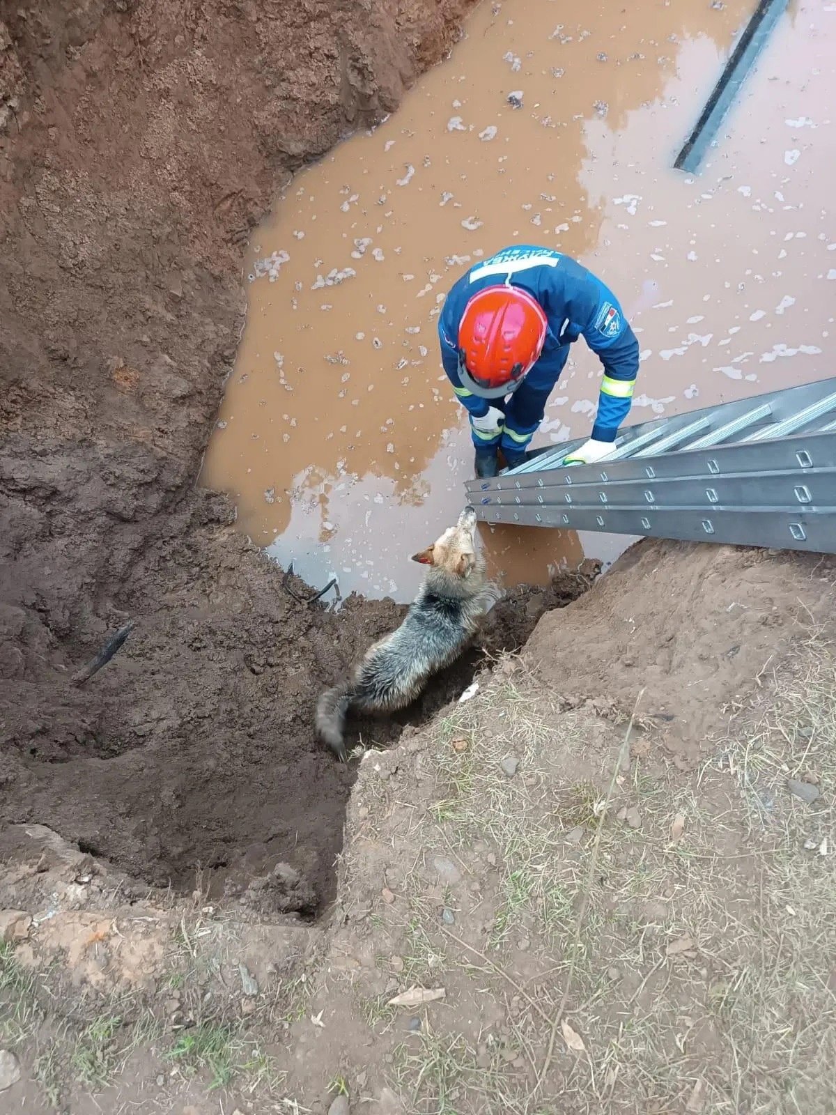 Сарапульские спасатели пришли на помощь собаке, упавшей в яму с водой