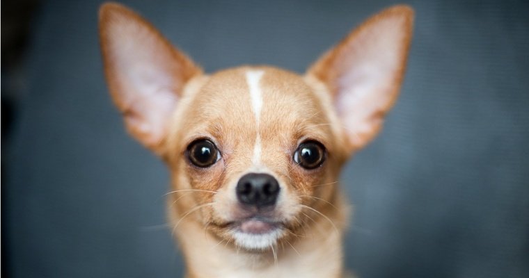 Собака породы чихуахуа потерялась во Франции и нашлась в Португалии
