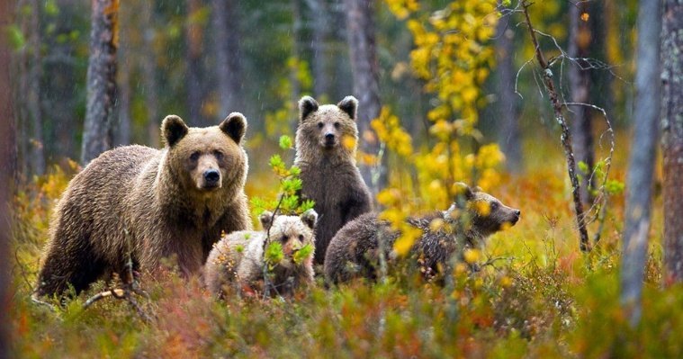 В Глазовском районе на территории СНТ заметили медведицу с медвежатами 