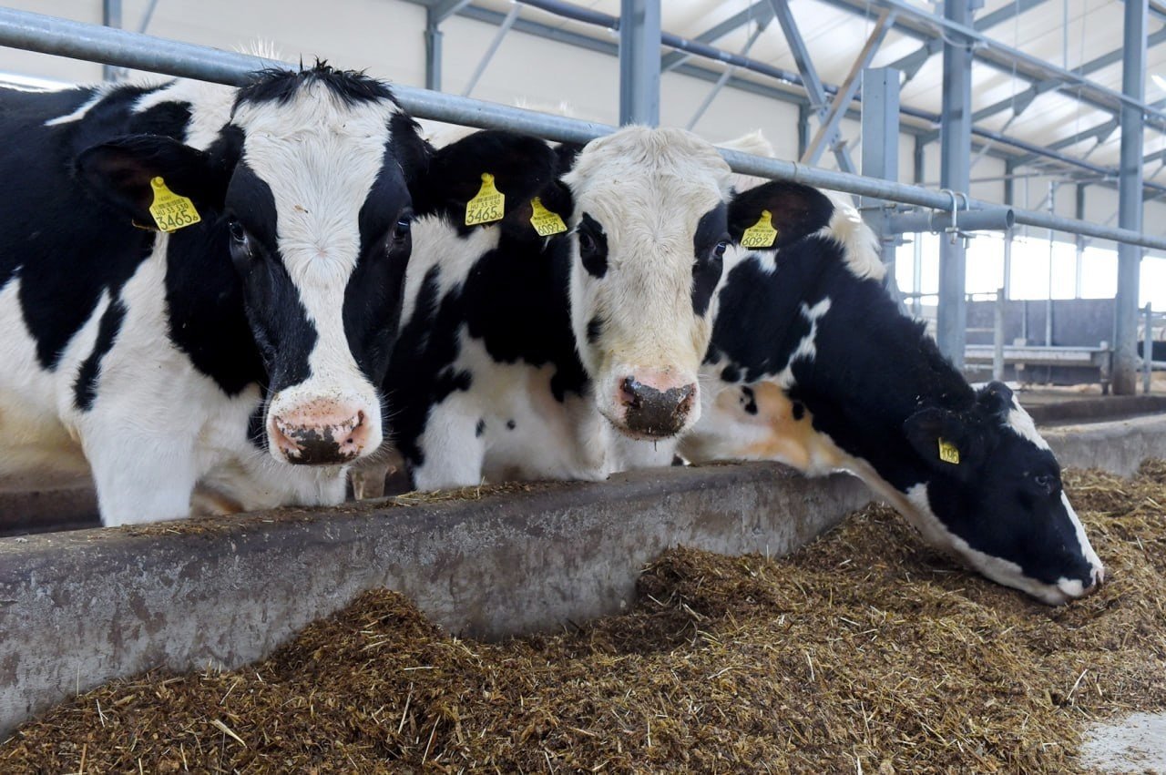 Включить подушку безопасности: аграрии Удмуртии обсудили состояние молочной отрасли