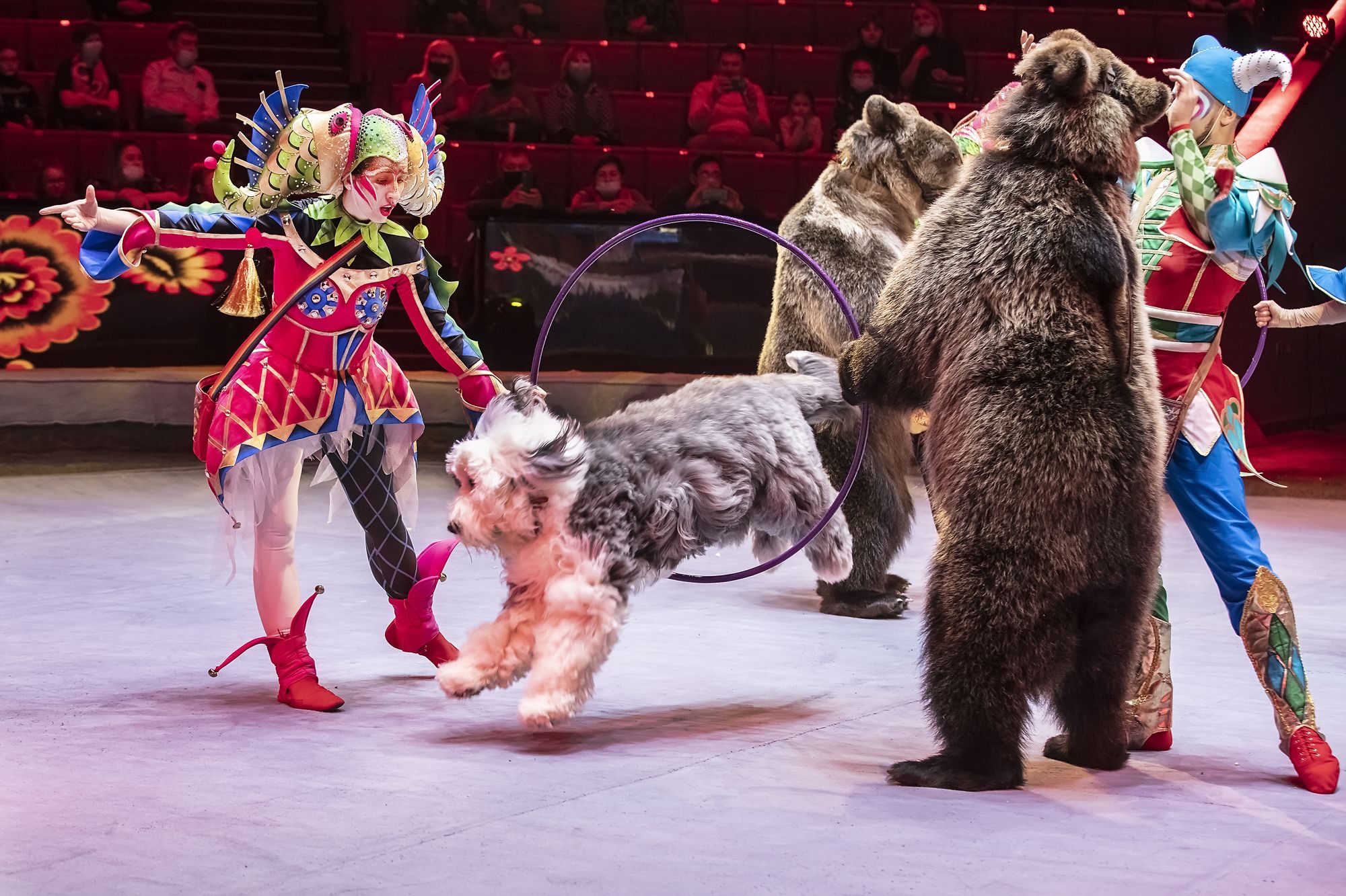 Медведи-гиганты и невероятные иллюзионисты: в Ижевском цирке новое шоу