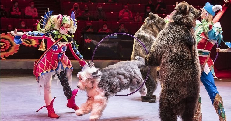 Медведи-гиганты и невероятные иллюзионисты: в Ижевском цирке новое шоу