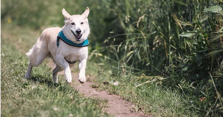Первая площадка для выгула собак появится в Ижевске в парке «Тишино»