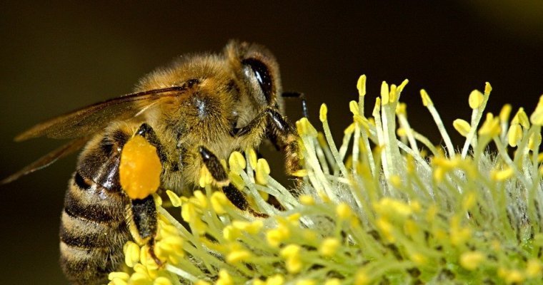 Специалисты назвали причину массовой гибели пчел в Удмуртии