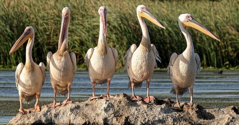В охраняемом ЮНЕСКО птичьем заповеднике Сенегала массово погибли пеликаны